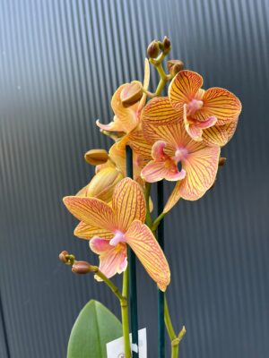 Phalaenopsis Orange Anastasia | Storczyk