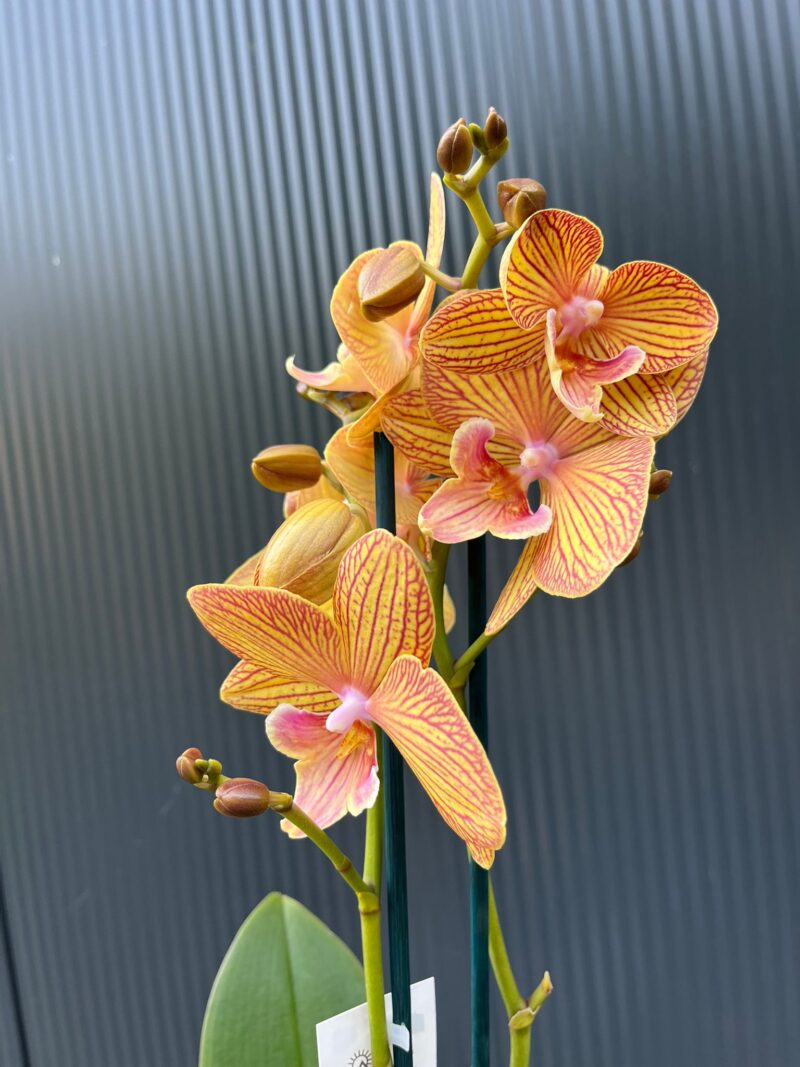 Phalaenopsis Orange Anastasia | Storczyk