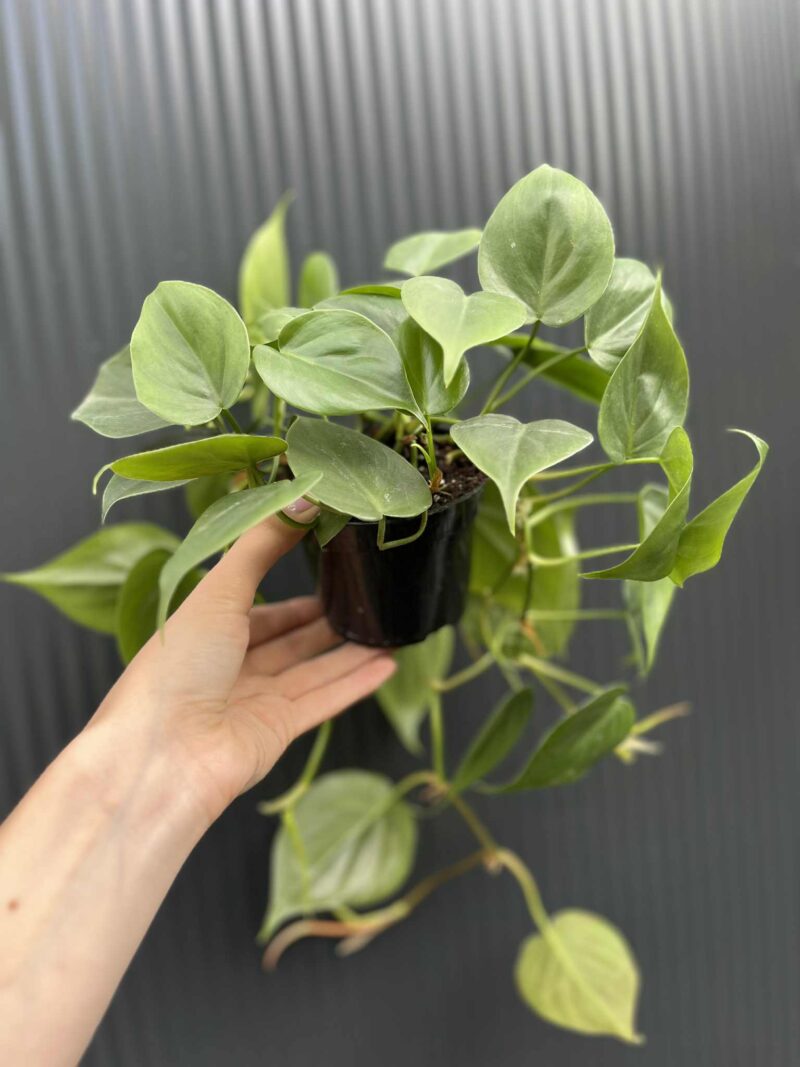 Philodendron Scandens