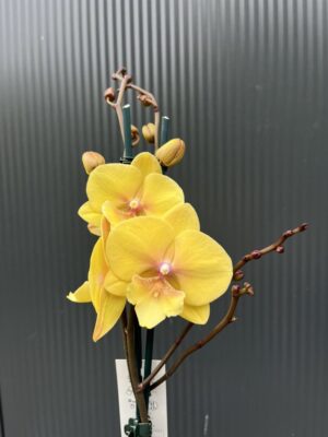Phalaenopsis Gloria | Storczyk przekwitajaca