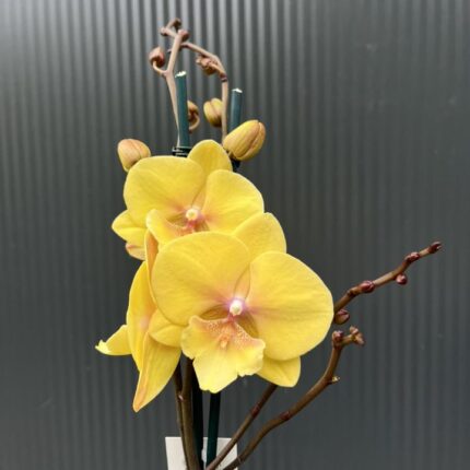 Phalaenopsis Gloria | Storczyk