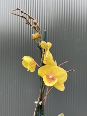 Phalaenopsis Gloria | Storczyk przekwitajaca