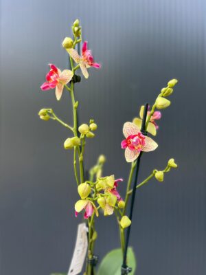 Phalaenopsis Chi-Yueh Kalejdoskop peloric | Storczyk przekwitający