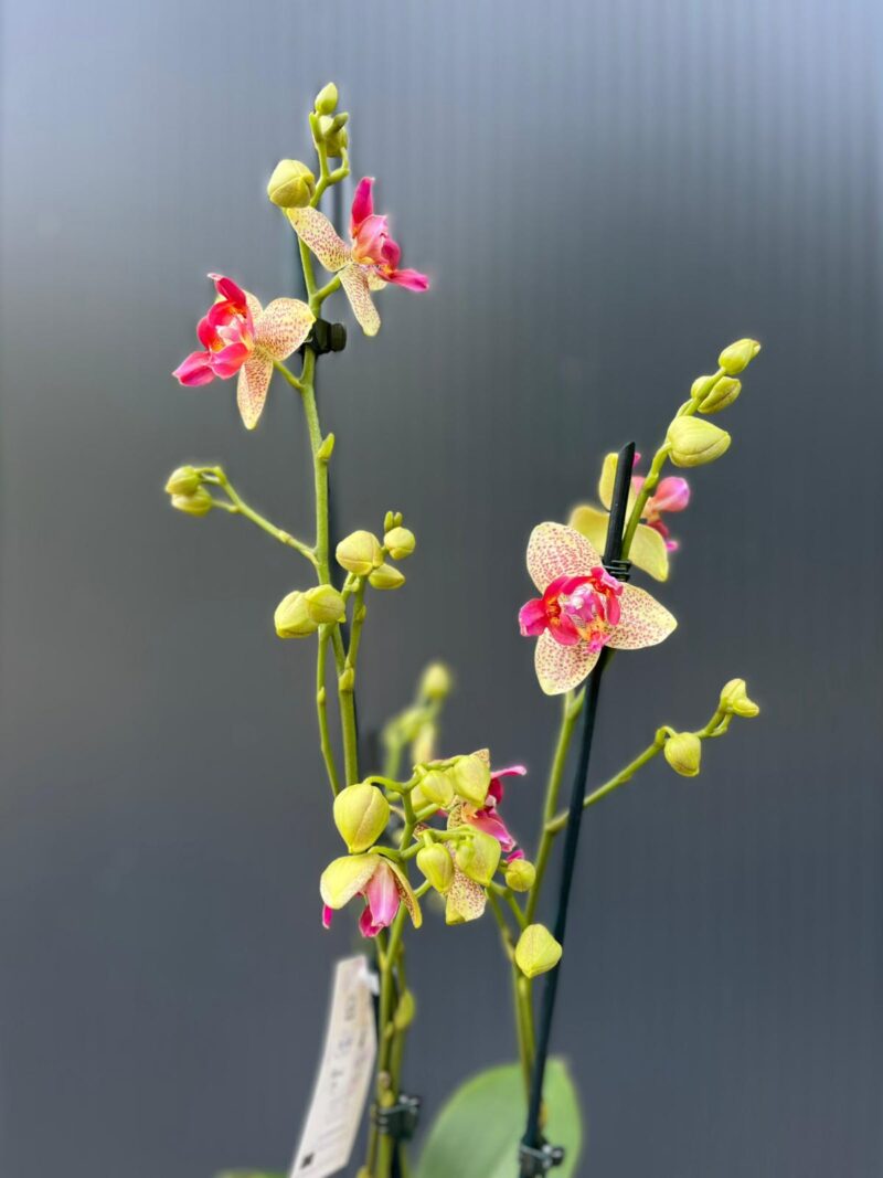 Phalaenopsis Chi-Yueh Kalejdoskop peloric | Storczyk przekwitający