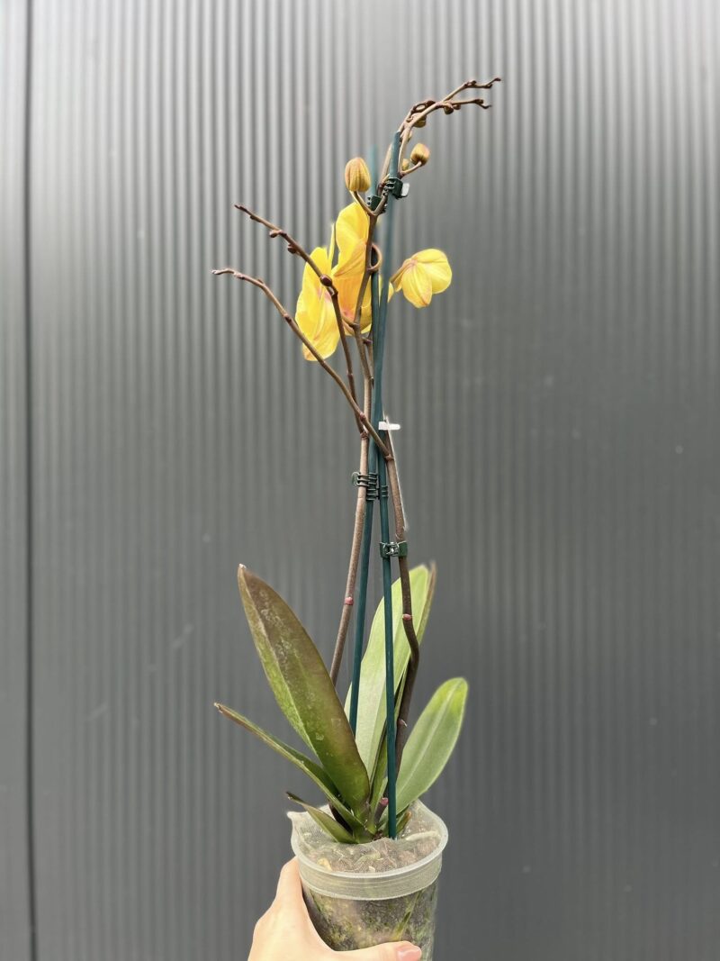 Phalaenopsis Gloria | Storczyk przekwitajaca