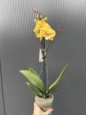 Phalaenopsis Gloria | Storczyk przekwitajaca
