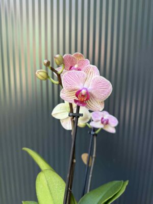 Phalaenopsis ‘France’ | Storczyk