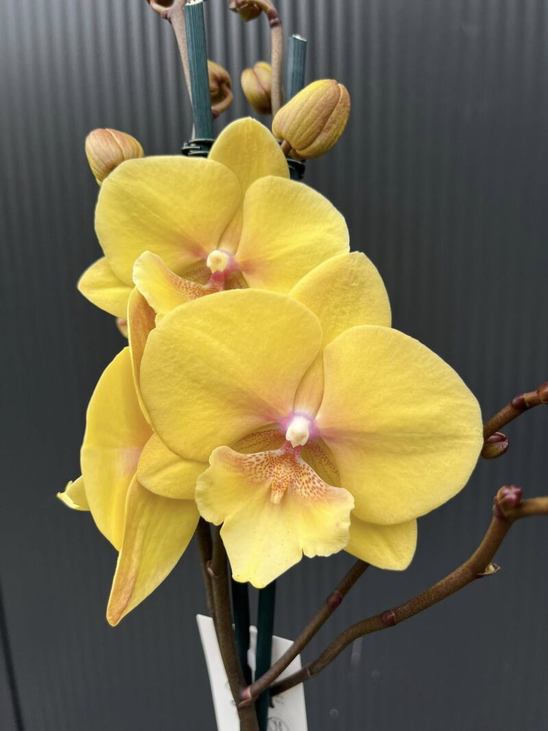 Phalaenopsis Gloria | Storczyk przekwitajaca