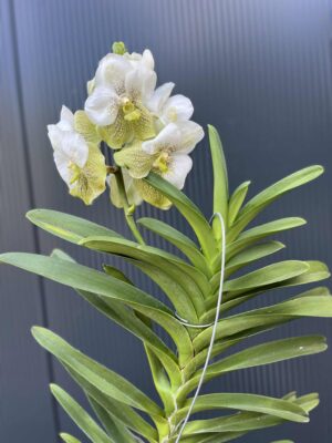 Storczyk Vanda “Hybryda Special ” 1