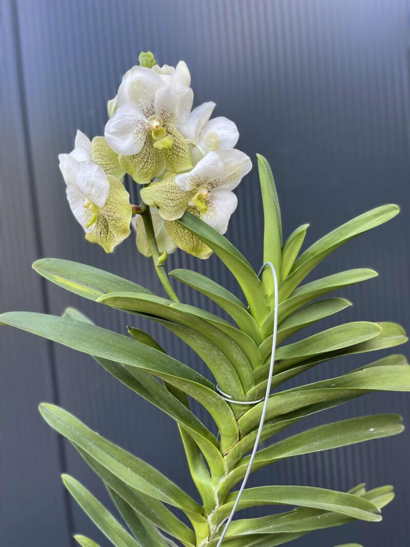 Storczyk Vanda “Hybryda Special ” 1