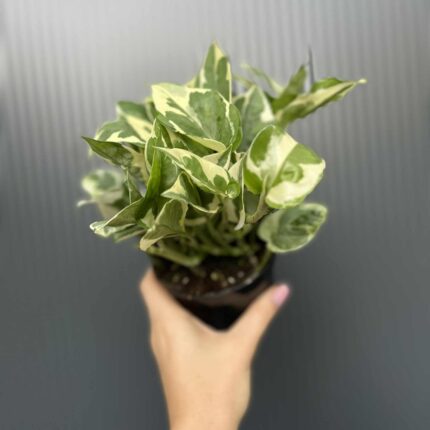 Epipremnum N’Joy’