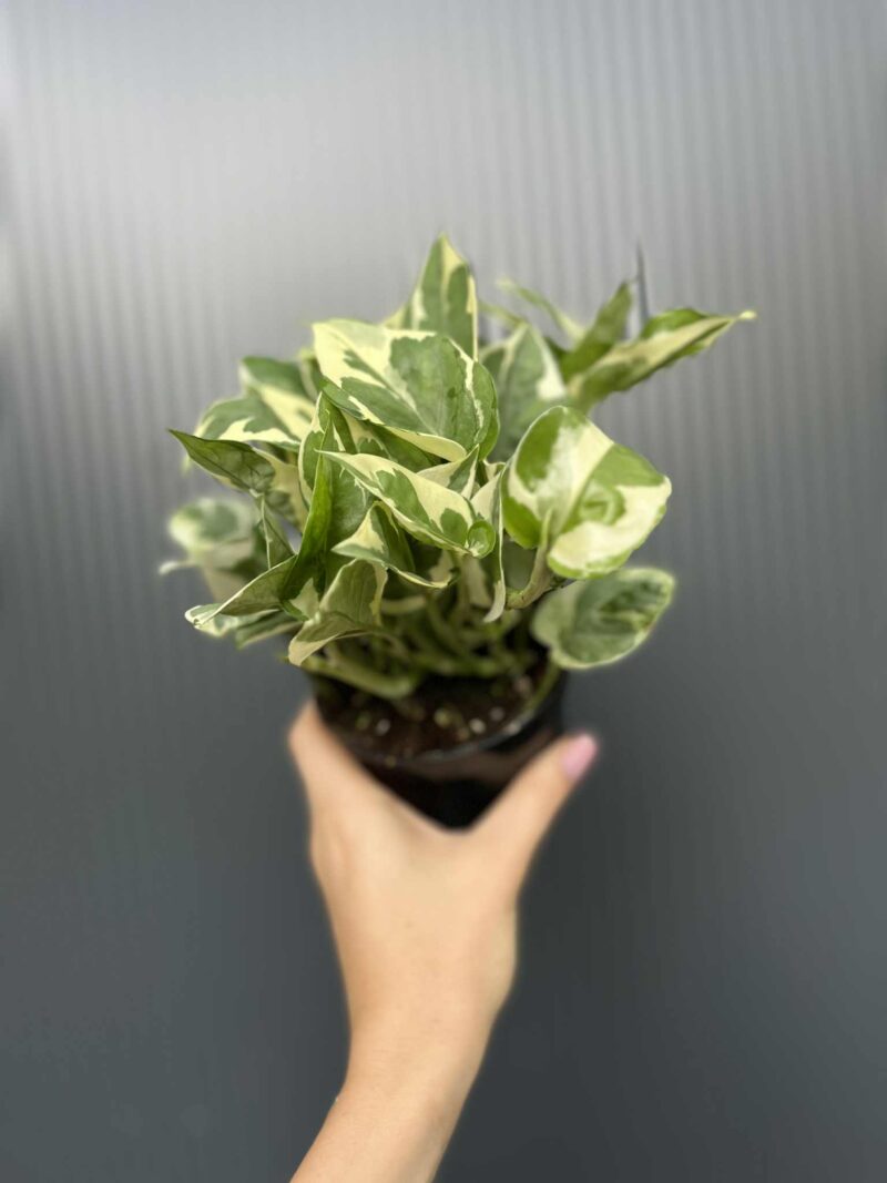 Epipremnum N’Joy’