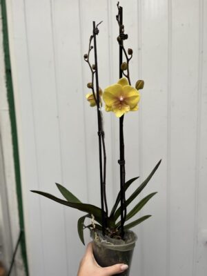 Phalaenopsis Gloria | Storczyk przekwitajaca