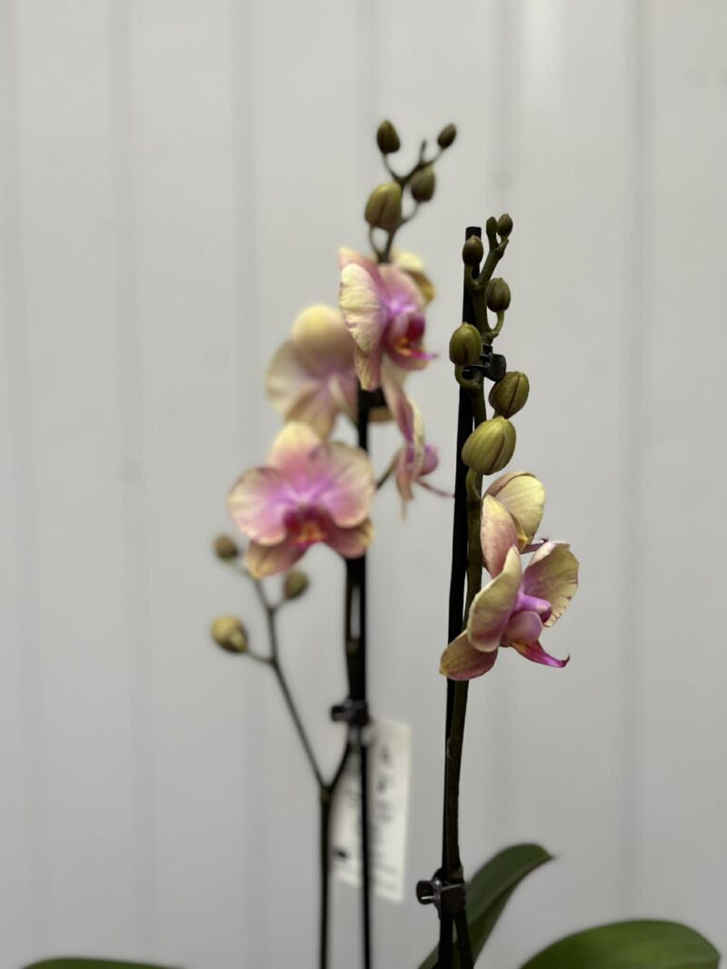 Phalaenopsis Malmo | Storczyk