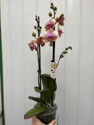 Phalaenopsis Malmo | Storczyk