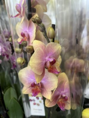 Phalaenopsis Malmo | Storczyk