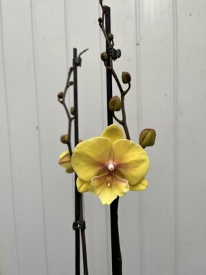 Phalaenopsis Gloria | Storczyk przekwitajaca