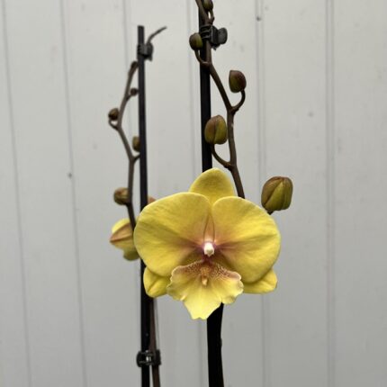 Phalaenopsis Gloria | Storczyk