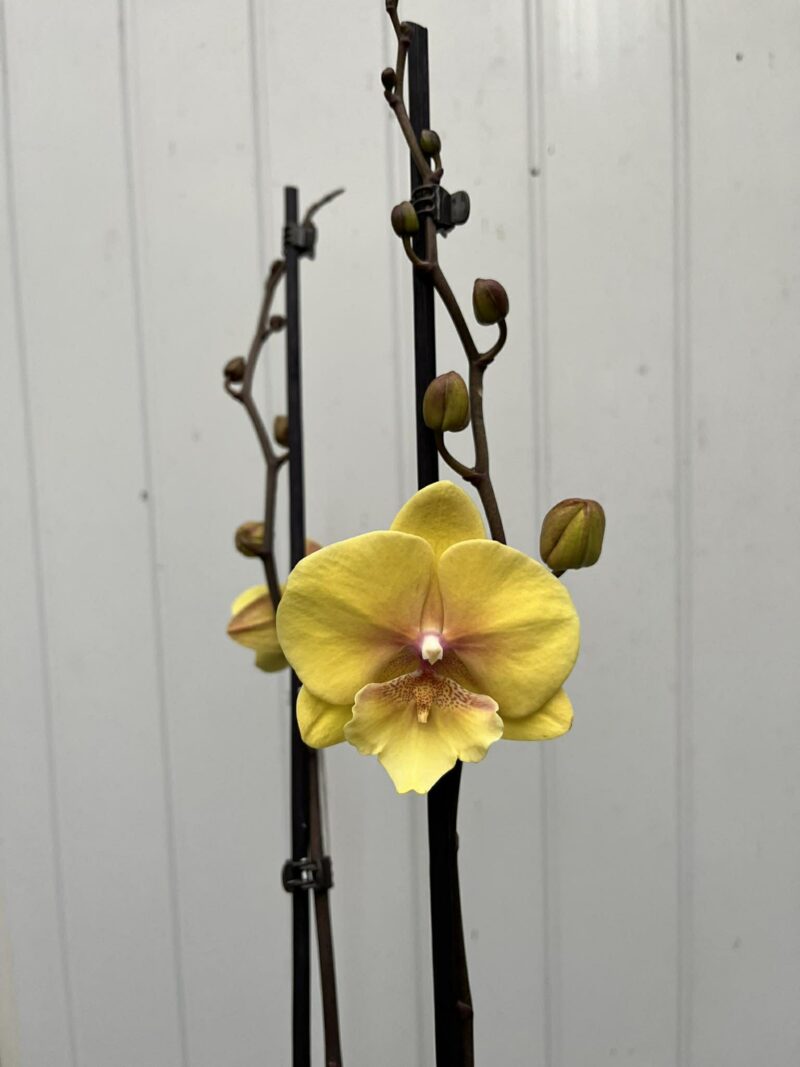 Phalaenopsis Gloria | Storczyk przekwitajaca
