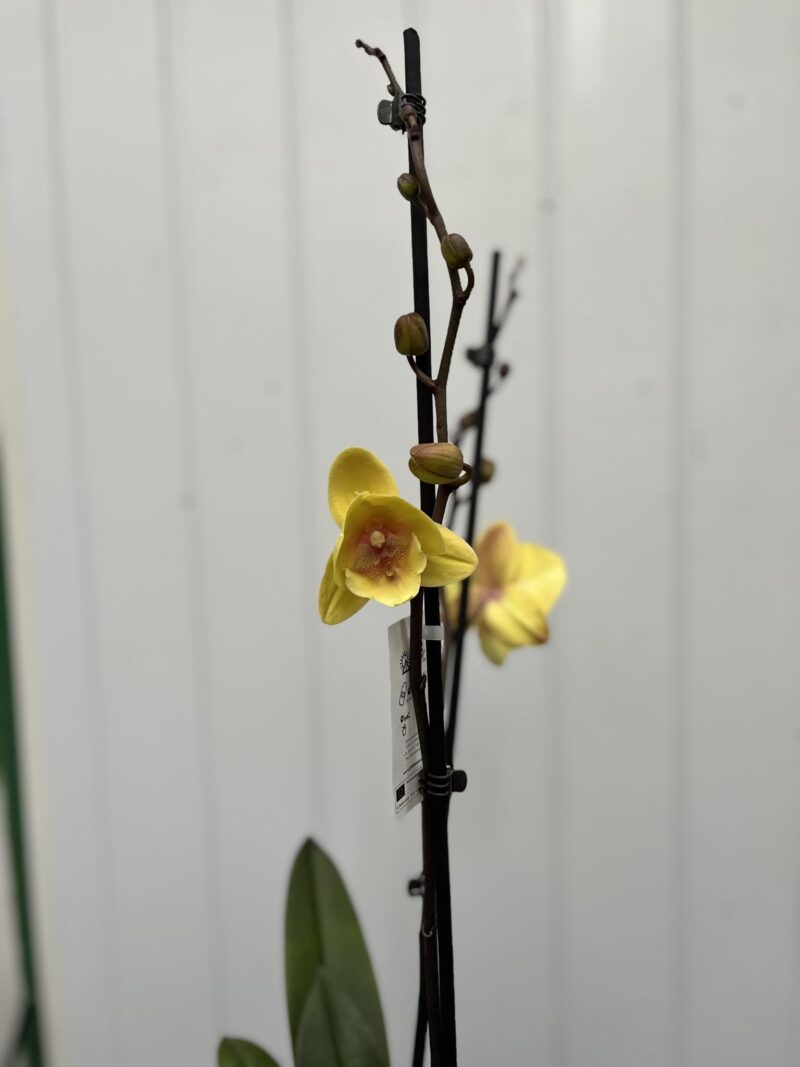 Phalaenopsis Gloria | Storczyk przekwitajaca