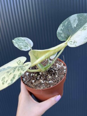 Monstera creme brulée