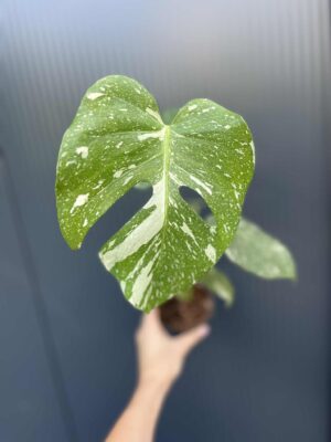 Monstera Thai