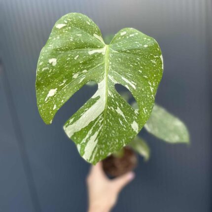 Monstera Thai