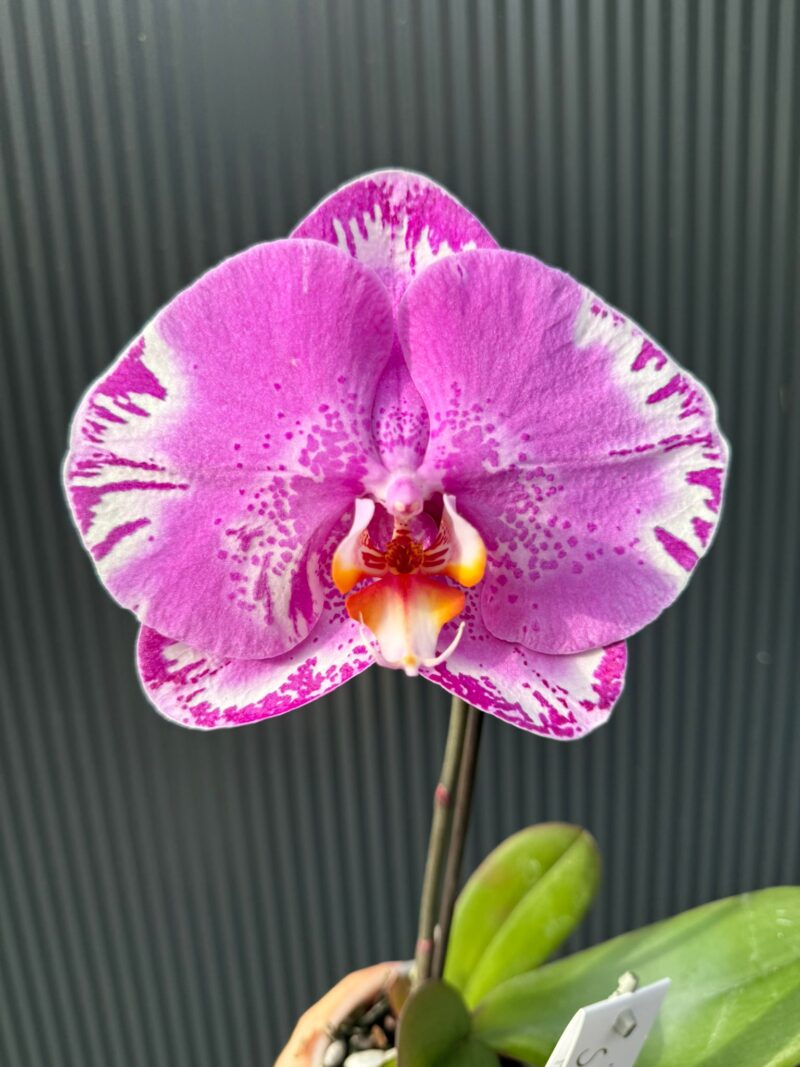 Phalaenopsis Singolo Victorio | Storczyk Phalaenopsis Singolo Victorio | Storczyk