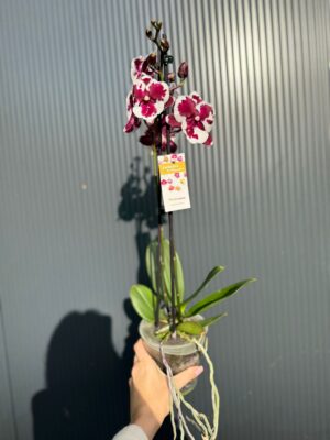 phalaenopsis untold | Storczyk