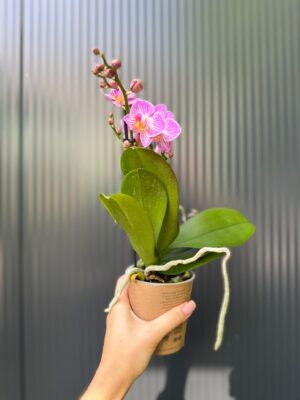 Phalaenopsis Multiflora Switzerland | Storczyk