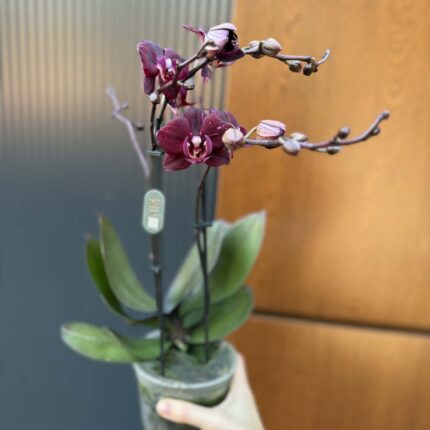 Phalaenopsis ‘Cartagena’ | Storczyk