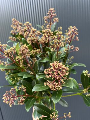 Skimia Japońska Rubella Skimmia