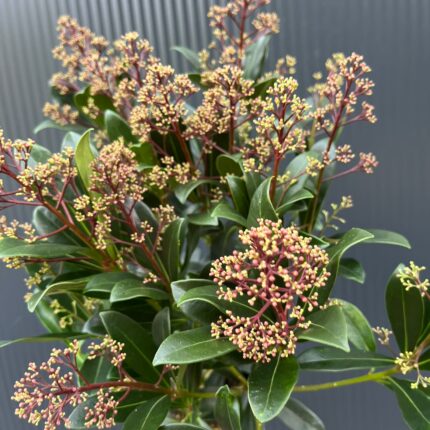 Skimia Japońska Rubella Skimmia