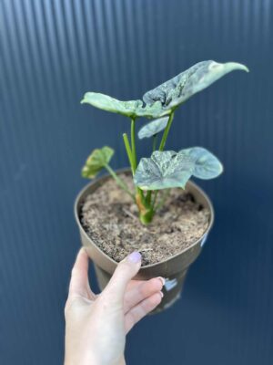 Alocasia Sinuata Variegata