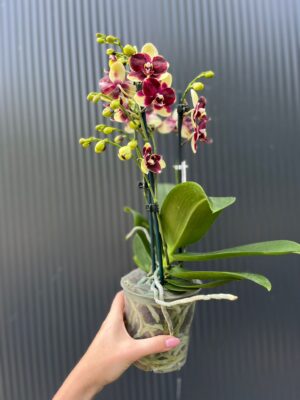 Phalaenopsis Catania | Storczyk