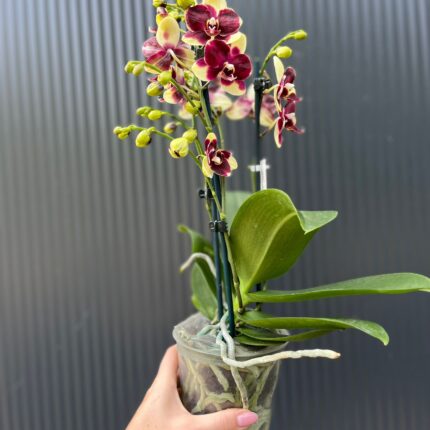 Phalaenopsis Catania | Storczyk