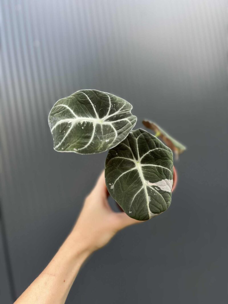 Alocasia Black Velvet Pink Variegata