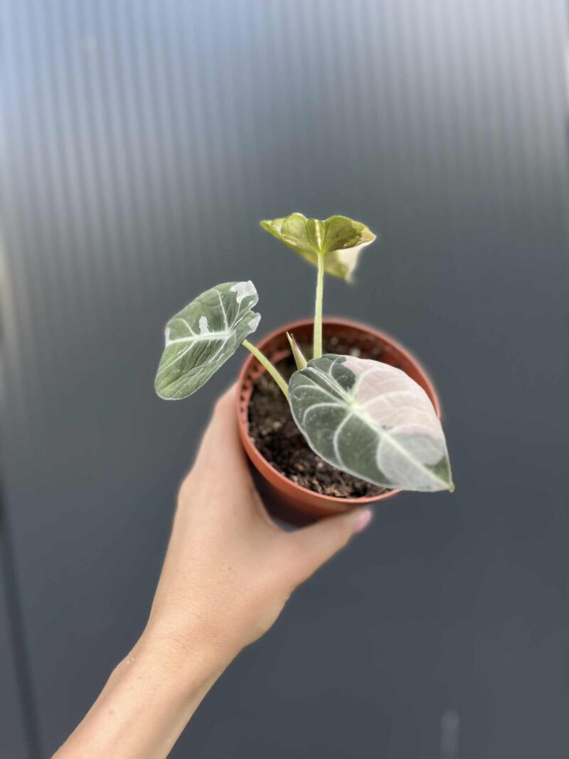 Alocasia Black Velvet Pink Variegata