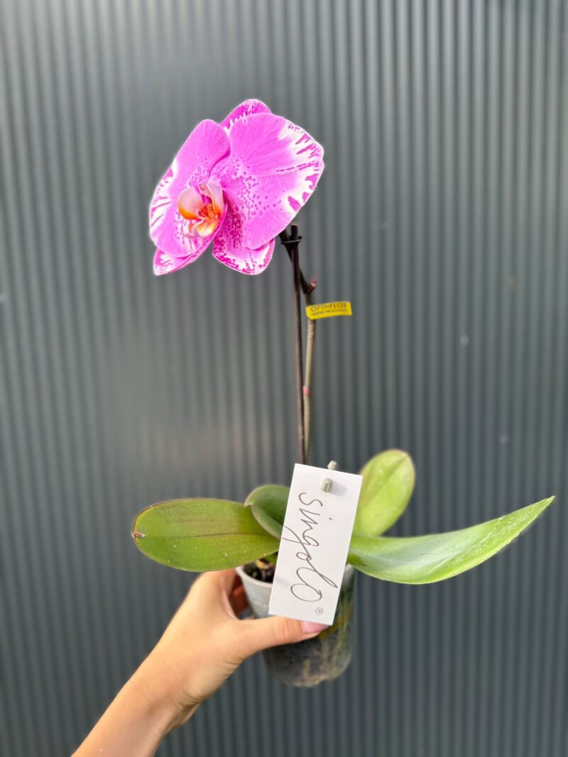 Phalaenopsis Singolo Victorio | Storczyk