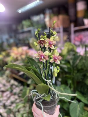 Phalaenopsis Anthura Grosseto | Storczyk