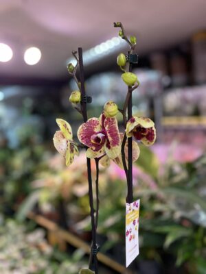 Phalaenopsis Yellow Exotic Punch | Storczyk