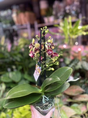 Phalaenopsis Catania | Storczyk