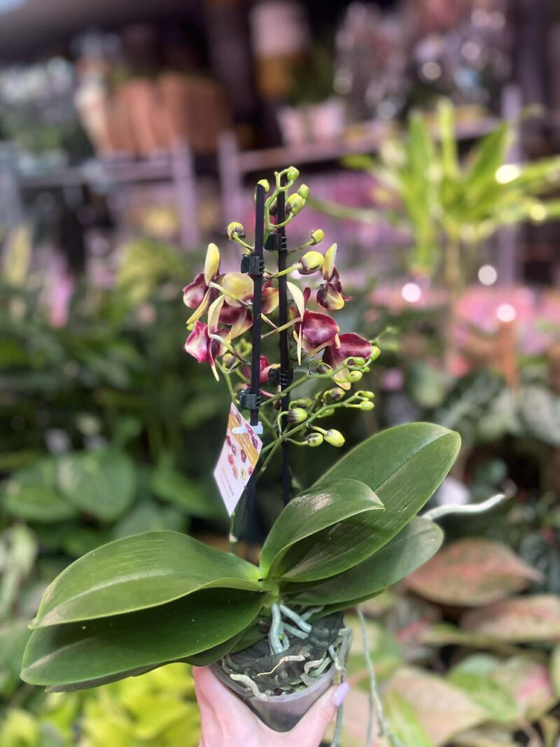 Phalaenopsis Catania | Storczyk