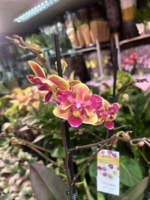 Phalaenopsis Sogo Yellowtris peloric | Storczyk