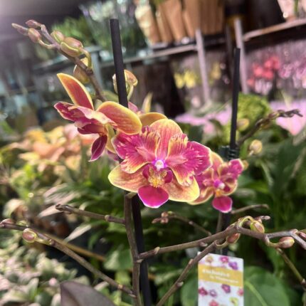 Phalaenopsis Sogo Yellowtris peloric | Storczyk