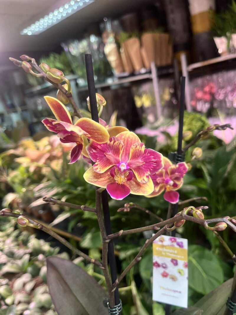 Phalaenopsis Sogo Yellowtris peloric | Storczyk
