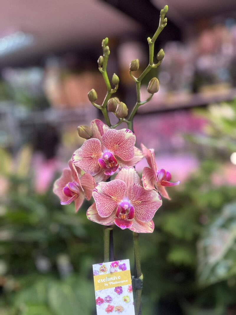 Phalaenopsis Pirate picotee peloric butterfly | Storczyk