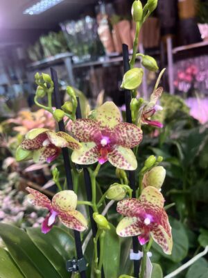 Phalaenopsis Anthura Grosseto | Storczyk