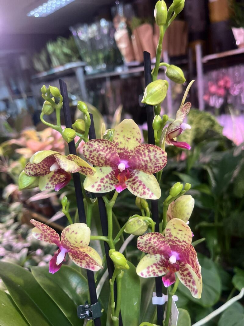 Phalaenopsis Anthura Grosseto | Storczyk