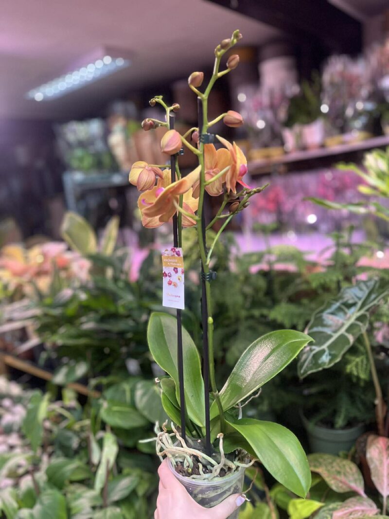 Phalaenopsis Orange Buddha | Storczyk